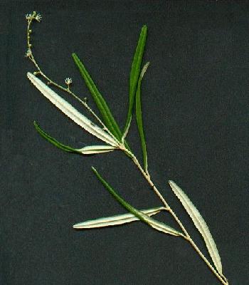 Male flowers