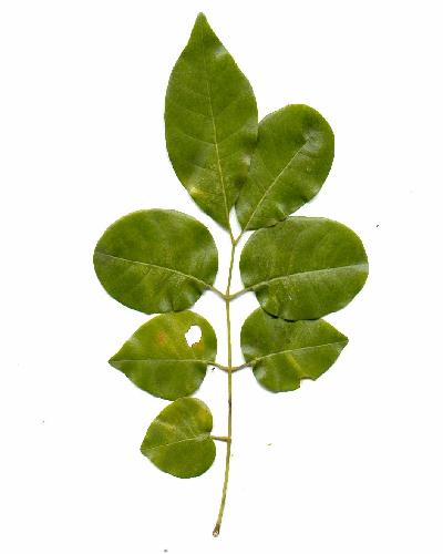 Variable leaves