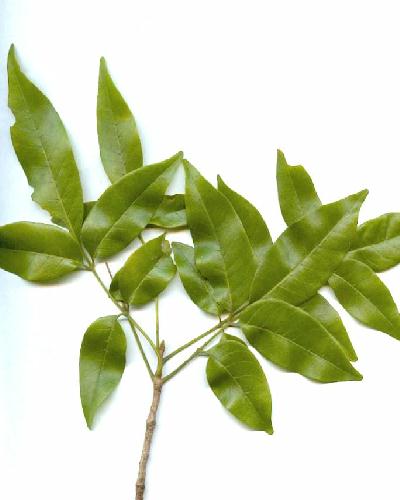 Young Leaves