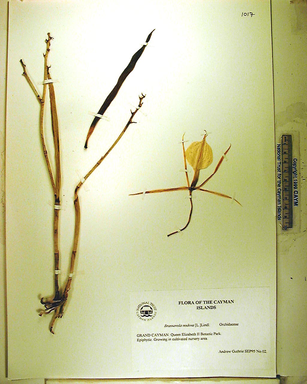 Brassavola nodosa 