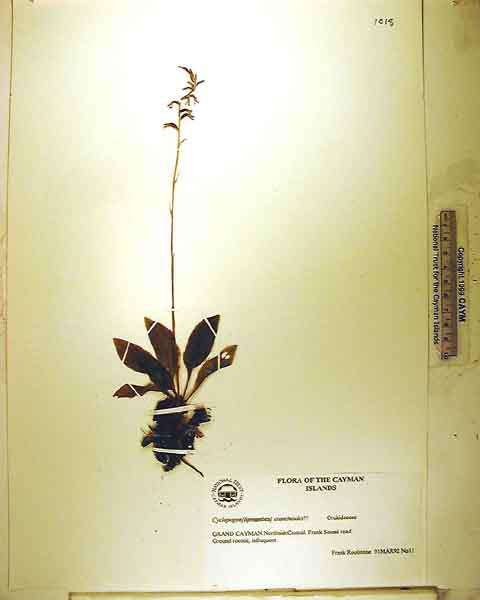 Cyclopogon cranichoides 