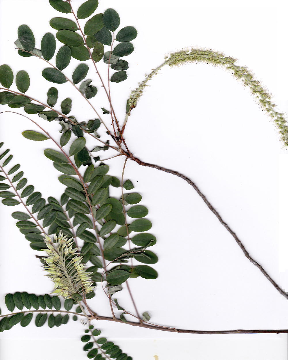 Male and female blooms