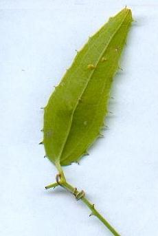 Butterfly eggs on Smilax