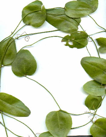 Spineless smilax