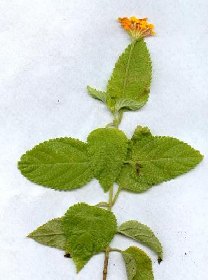 Very slender peduncles ( stem of flower)