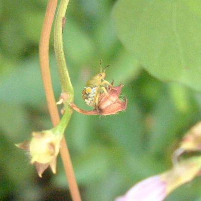 Pentatomidae nymph