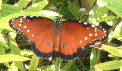 Danaus gilippus berenice / Queen