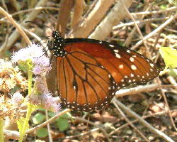 Danaus eresimus tethys / The Soldier on Ageratum conyzoides