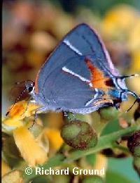 Cuban Grey Hairstreak