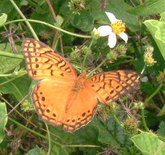 Eutoieta hegesia / Mexican Fritillary