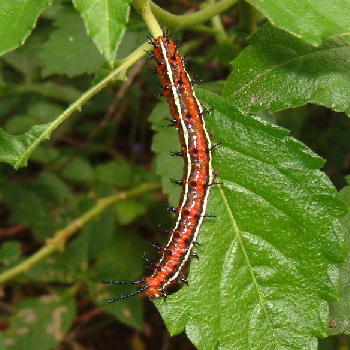 Caterpillar