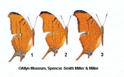 Larval host plant to Marpesia eleuchea / Antillea Ruddy Daggerwing