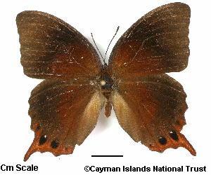 Cayman Velvet Brown leaf B'fly