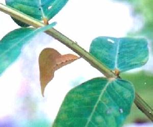 Pupa on Senna alata