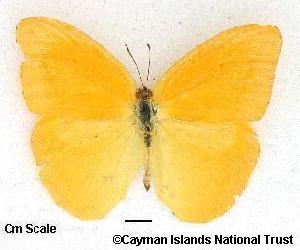 Phoebis agarithe / Giant Orange Sulphur