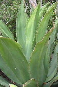 Agave caymanensis 