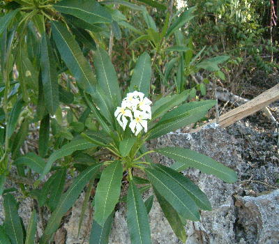 Young tree