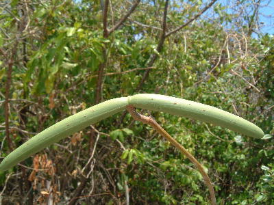 fruit