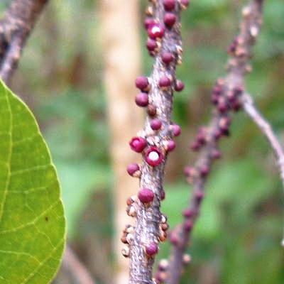 Pilostyles glovosa var. caymanensis