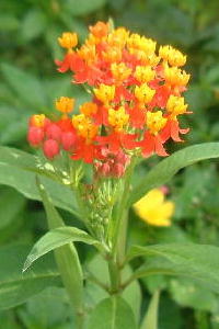 Asclepias curassavica /  Red Top; Hippa Cassini