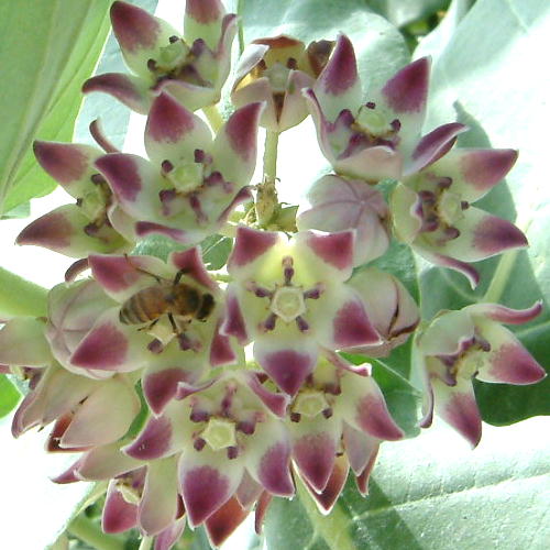 Calotropis procera  close up