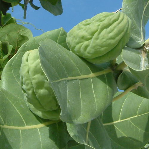 Calotropis procera  fruits