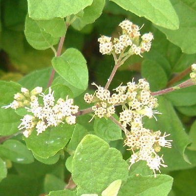 Koanophyllon villosum / Bitter Bush