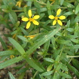 Cilia toward the base of the leaf