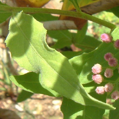 Leaves mostly 6cm long and fragrant