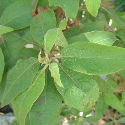 Leaves 6-15 cm long,