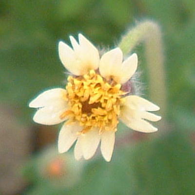 Cream Tridax procumbens 