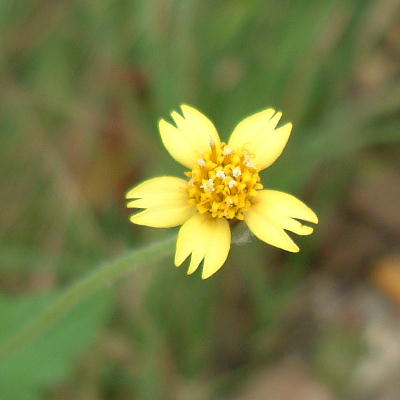 Yellow Tridax trilobata 