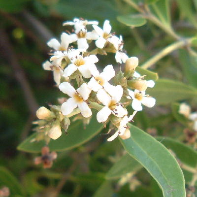 Avicennia germinans in Bloom