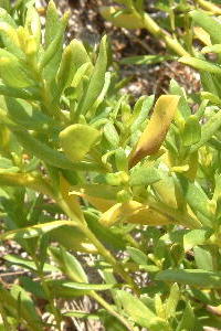 Iva imbricata ASTERACEAE Seacoast Marshelder