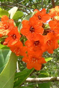 Cordia sebestena caymanensis 