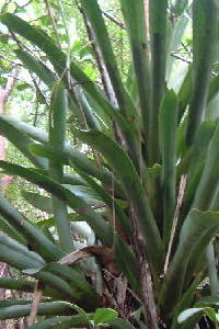 Hohenbergia caymanensis BROMELIACEAE Hohenbergia