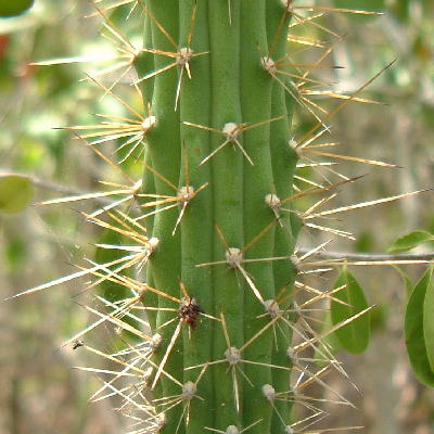 Plant habit very thin and erect