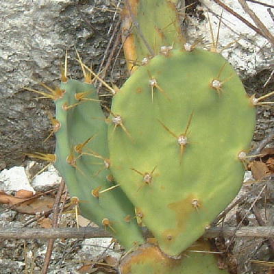 Yellow Spines