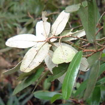 Reverse of leaves is whiter