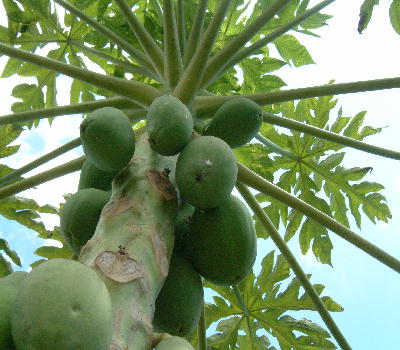 Papaya Fruits