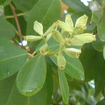 Avicennia germinans in Bloom