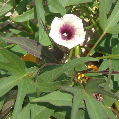 Fruit is behind the leaves