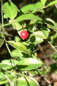 Crossopetalum caymanense