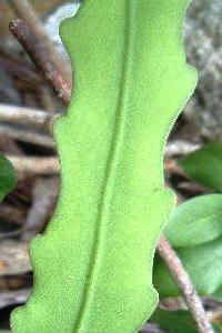 Epiphyllum phyllanthus var. plattsii 