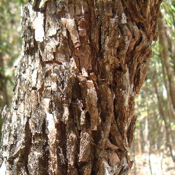 Coarse bark