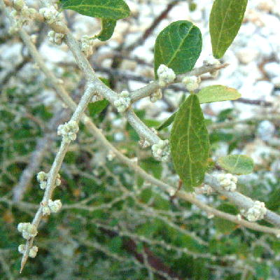 Adelia ricinella in bloom