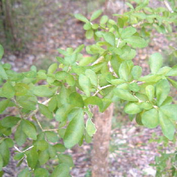 Adelia ricinella not in bloom