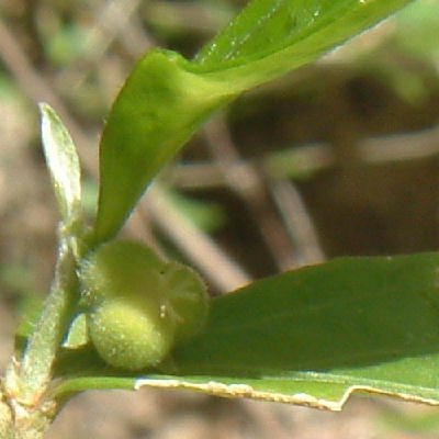 Typical Euphorbiaceae Fruit