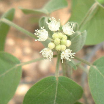 Croton lucidus Male blossoms