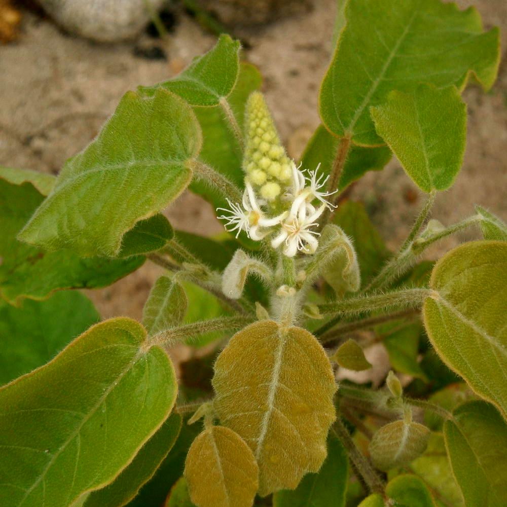 Coton lucidus female blossoms